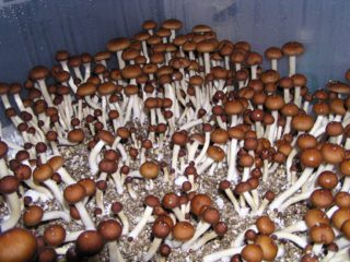 Psilocybe Mexicana kaufen (Teonanacatl)
