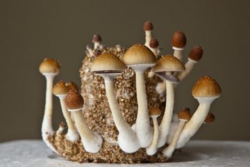 magic mushrooms züchten image