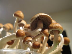 magic mushrooms beim wachsen
