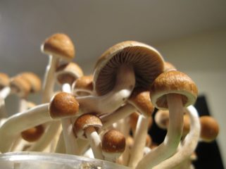 magic mushrooms beim wachsen