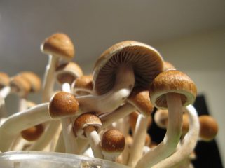 Halluzinogene Pilze kaufen und Magic Mushrooms online bestellen