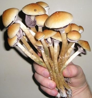 Magic Mushrooms Erfahrungen (Tripberichte) 11 magic mushrooms erfahrung