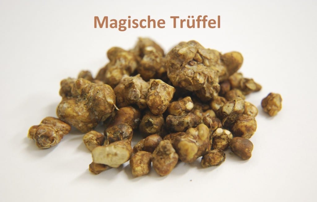 Magic Truffles bestellen – Wirkung, Erfahrungen, Dosierung 16 Magic Mushrooms Erfahrung
