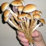 Magic Mushrooms 24 frische Magic Mushrooms in der Hand