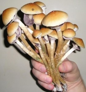 Magic Mushrooms Erfahrung