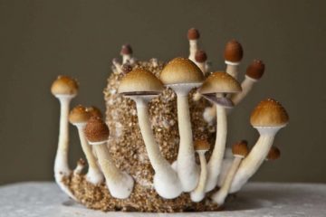 magic mushrooms grow 360x240 1 In a nutshell: Yes it really works, here at Somagarden.com you can buy magic mushrooms from the European market leader without any problems and order them discreetly home by buying them online!