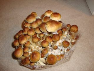magic mushrooms