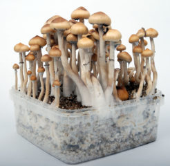 magic mushroom growkit pilz growbox