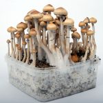 magic mushrooms grow box kit 150x150 1 In a nutshell: Yes it really works, here at Somagarden.com you can buy magic mushrooms from the European market leader without any problems and order them discreetly home by buying them online!