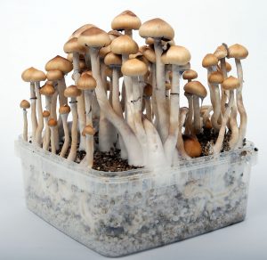 magic mushrooms grow box kit 300x292 1 W skrócie: Tak, to naprawdę działa, tutaj można kupić magiczne grzyby od europejskiego lidera rynku bez żadnych problemów i zamówić je dyskretnie do domu, kupując je online!