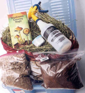 magic mushrooms grow set