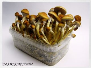 magic mushrooms growbox 320x240 1 En pocas palabras: Sí, realmente funciona, aquí puedes comprar hongos mágicos del líder del mercado europeo sin ningún problema y pedirlos discretamente a domicilio comprándolos en línea.