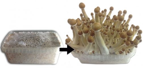 magic mushrooms growkit 503x240 1 En pocas palabras: Sí, realmente funciona, aquí puedes comprar hongos mágicos del líder del mercado europeo sin ningún problema y pedirlos discretamente a domicilio comprándolos en línea.