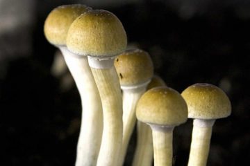 Wieder zeigt Studie: Magic Mushrooms (Psilocybin) helfen gegen Depressionen