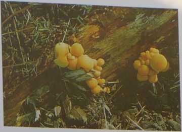Halluzinogene Pilze 20 Halluzinogene Pilze sammeln