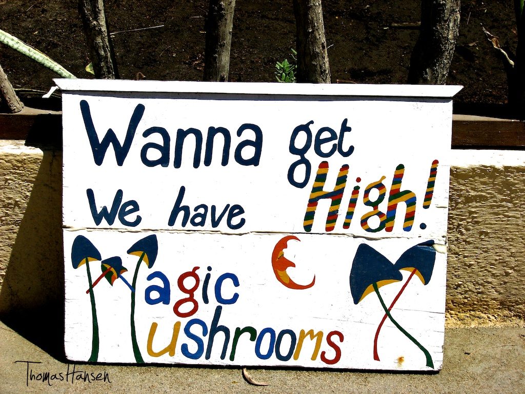 magic-mushrooms selling
