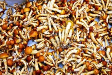 Werden Zauberpilze und Magic Mushrooms in Holland bald verboten?