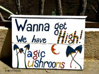 Magic Mushrooms