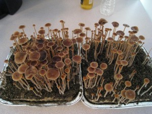 magic mushrooms züchten