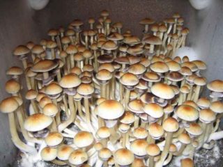 magic mushrooms zuechten grow overview 1 320x240 1 Vorab: Hier kann man fertige Pilz-Growboxen als Easy-Growkit kaufen sowie Zubehör zur Zauberpilzzucht. Ob man vom Magic Mushrooms Züchten oder auch dem Zauberpilze Züchten spricht, in beiden Fälle ist dasselbe gemeint: halluzinogene Pilze züchten und anbauen, um riesige Ernten einzufahren.