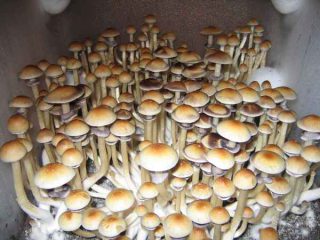 magic mushrooms zuechten grow overview image