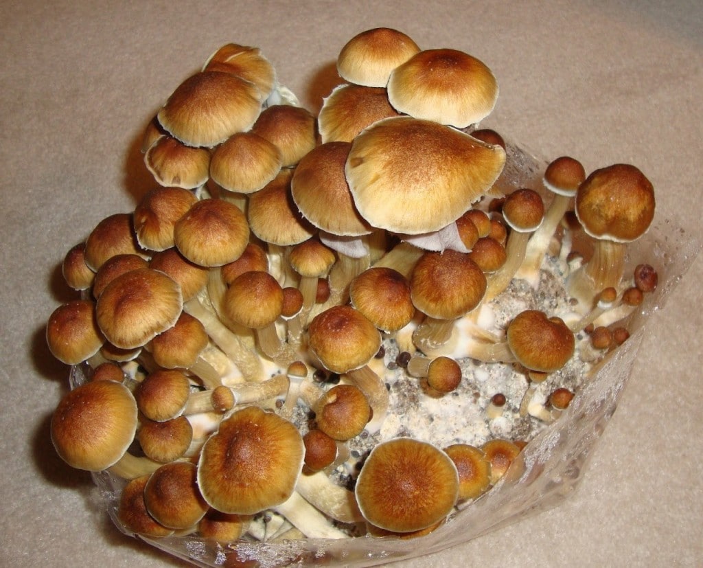 Zauberpilze – Was ist das genau und wie wirken sie? Hier steht alles Wissenswerte dazu! 21 magic mushrooms