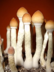 Magic Mushrooms 27 magic mushrooms
