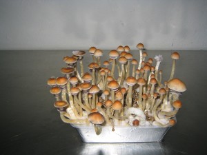 Warum sich eine Zauberpilz Growbox lohnt 1 magic_mushrooms_growbox