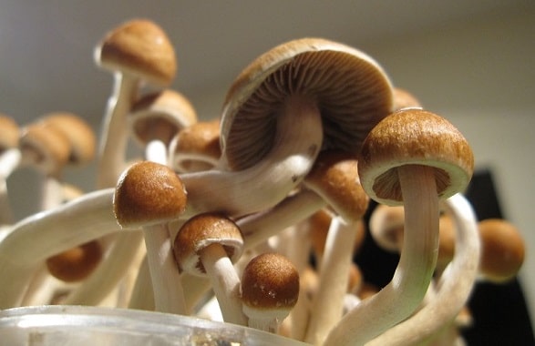 Pilze Drogen - alles über "Drogenpilze" 12 magische Pilze