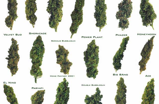 ? Gras kaufen und Cannabis online bestellen (Weed, Marihuana, Hanf) – Seriös & Sicher 51 verschiedene marihuana sorten