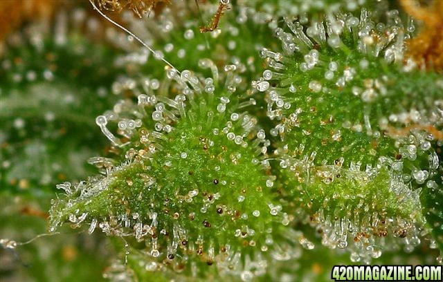 ? Gras kaufen und Cannabis online bestellen (Weed, Marihuana, Hanf) – Seriös & Sicher 52 marihuana kaufen, hier nahaufnahme makro