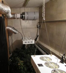marihuana plantage grow 1 273x300 1 Kurzmeldung: Beim Überfliegen der wöchentlichen Drogen News fiel neben dem Üblichen (Dealer und hochgenommene Schmuggler, kiloweise Drogen beschlagnahmt und mehrere Cannabis-Plantagen ausgehoben) eine Meldung aufgrund ihrer Bilder besonders ins Auge - die von einem 59-jährigen liebevoll betriebene und sorgsam eingerichtete Indoorplantage auf: