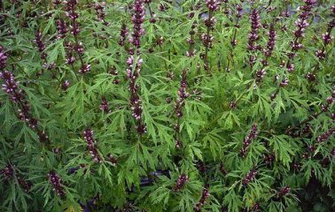 Marihuanilla kaufen & legal bestellen (Wild Dagga)