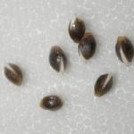 marihuana samen keimen auf feuchtem papiertuch