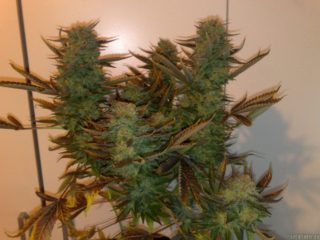 master kush Hanfpflanze aus feminisierten Hanfsamen kaufen indoor