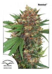 master kush Hanfpflanze aus feminisierten Hanfsamen kaufen indoor