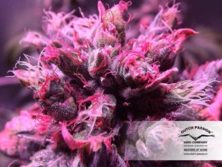 master kush Hanfpflanze aus feminisierten Hanfsamen kaufen indoor