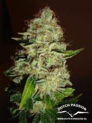 mazar Hanfpflanze als feminisierte Hanfsamen kaufen zum indoor grow