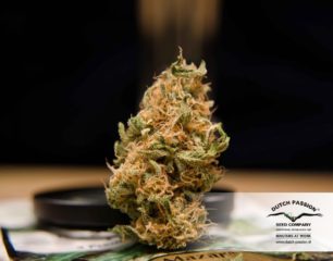 mazar Hanfpflanze als feminisierte Hanfsamen kaufen zum indoor grow