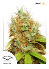 mazar Hanfpflanze als feminisierte Hanfsamen kaufen zum indoor grow