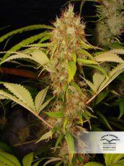 mazar Hanfpflanze als feminisierte Hanfsamen kaufen zum indoor grow