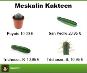 Echinopsis Peruviana: Kaufen, Wirkung, Erfahrungen, Dosierung (Peruanischer Stangenkaktus, Trichocereus Peruvianus)