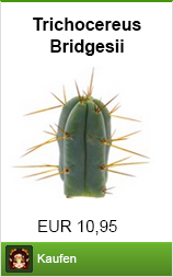 Meskalin Kaktus trichocereus bridgesii