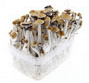 Vorschaubild mushroom growkit bestellen mexikaner m