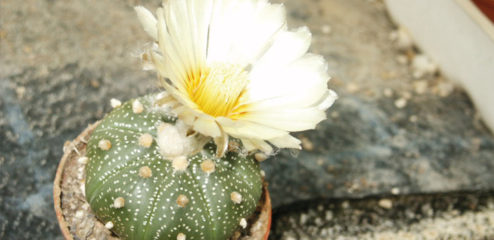 mexikanischer kaktus in blüte