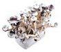 Vorschaubild mushroom growkit bestellen milky way pilze m