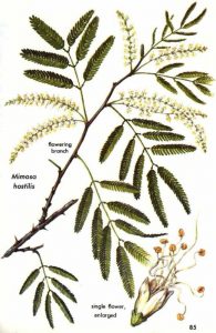 mimosa hostilis skizze