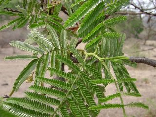 Mimosa Hostilis kaufen & legal bestellen – Wirkung, Erfahrungen, Dosierung (Tenuiflora, Jurema, DMT)