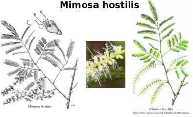 mimosa hostilis kaufen, hier eine zeichnung