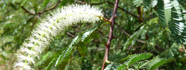 mimosa hostilis pflanze mit blüte